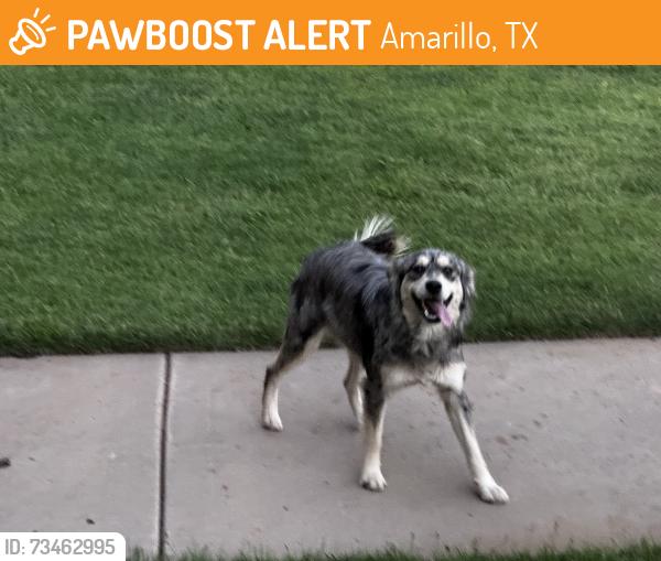 Found/Stray Unknown Dog last seen By Julian Blvd and Georgia, Amarillo, TX 79102