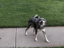 Found/Stray Unknown Dog last seen By Julian Blvd and Georgia, Amarillo, TX 79102