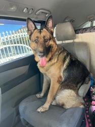 Reunited Female Dog last seen Near Don Quixote Dr, Los Angeles, CA 90008