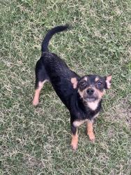 Found/Stray Male Dog last seen Ellwood, Anton, TX 79313