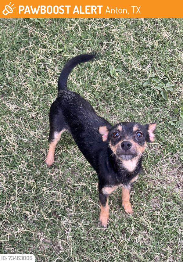 Found/Stray Male Dog last seen Ellwood, Anton, TX 79313