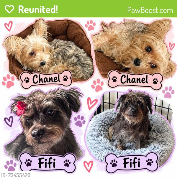 Reunited Female Dog last seen Windsor Park, Austin, TX 78723, USA, Austin, TX 78723