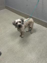 Shelter Stray Male Dog last seen Near BLOCK SAMMY DAVIS JR DR, LAS VEGAS NV 89109, 655 N Mojave Rd, Las Vegas, NV 89101, USA