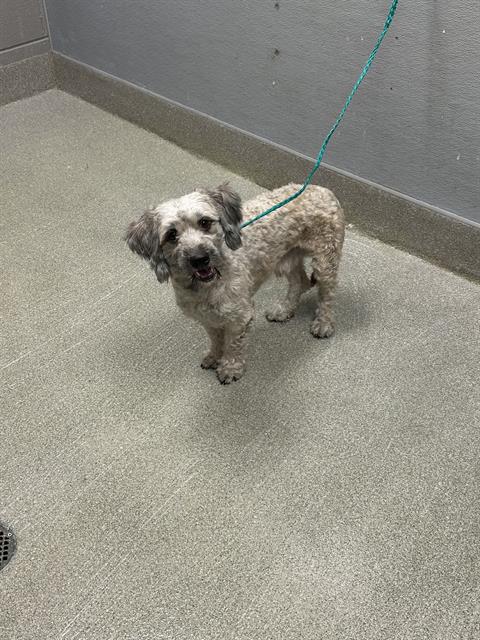 Shelter Stray Male Dog last seen Near BLOCK SAMMY DAVIS JR DR, LAS VEGAS NV 89109, 655 N Mojave Rd, Las Vegas, NV 89101, USA