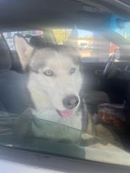 Found/Stray Female Dog last seen Dayton and Colfax, Aurora, CO 80011