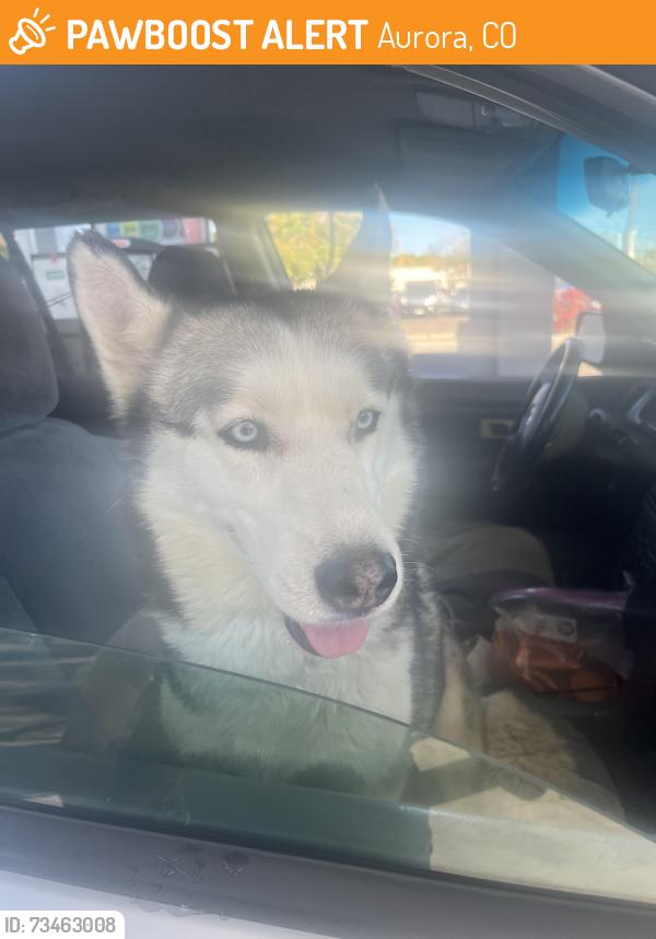 Found/Stray Female Dog last seen Dayton and Colfax, Aurora, CO 80011