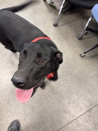 Shelter Stray Male Dog last seen E Belmont Ave & N Del Ray Ave, Sanger Zone Fresno CO 4 93657, CA, 1510 W Dan Ronquillo Dr, Fresno, CA 93706, USA