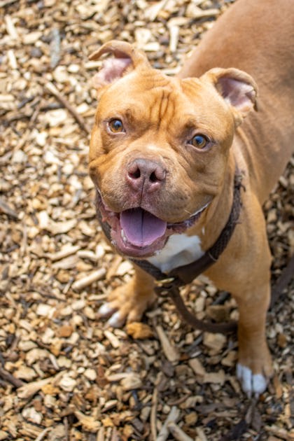 Shelter Stray Male Dog last seen Near Edgemore drive SE, Atlanta, Ga, 30316, 30316, GA, 3280 Chamblee Dunwoody Rd, Chamblee, GA 30341, USA