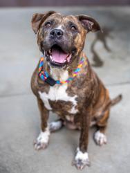 Shelter Stray Female Dog last seen Near S Hairston Rd, 30088, GA, 3280 Chamblee Dunwoody Rd, Chamblee, GA 30341, USA