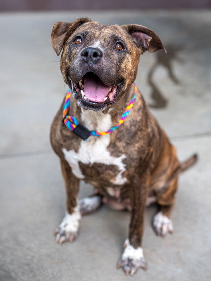 Shelter Stray Female Dog last seen Near S Hairston Rd, 30088, GA, 3280 Chamblee Dunwoody Rd, Chamblee, GA 30341, USA