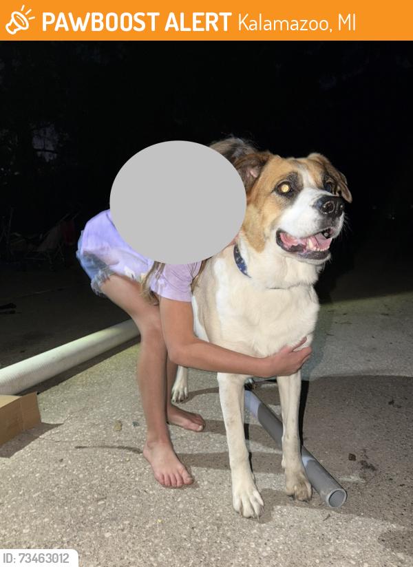 Found/Stray Female Dog last seen Gull road and Shaffer St, Kalamazoo, MI 49048