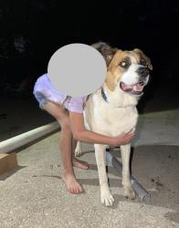 Found/Stray Female Dog last seen Gull road and Shaffer St, Kalamazoo, MI 49048