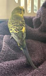 Shelter Stray Male Budgie last seen Near 65th ave, Oakland, CA, 1101 29th Ave, Oakland, CA 94601, USA