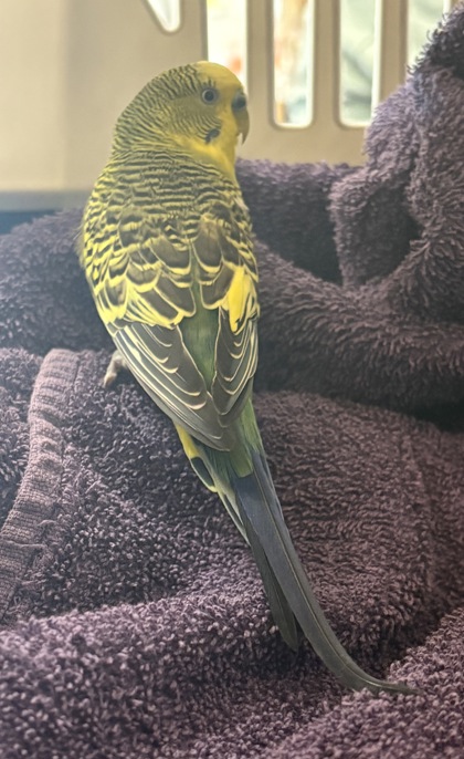 Shelter Stray Male Budgie last seen Near 65th ave, Oakland, CA, 1101 29th Ave, Oakland, CA 94601, USA
