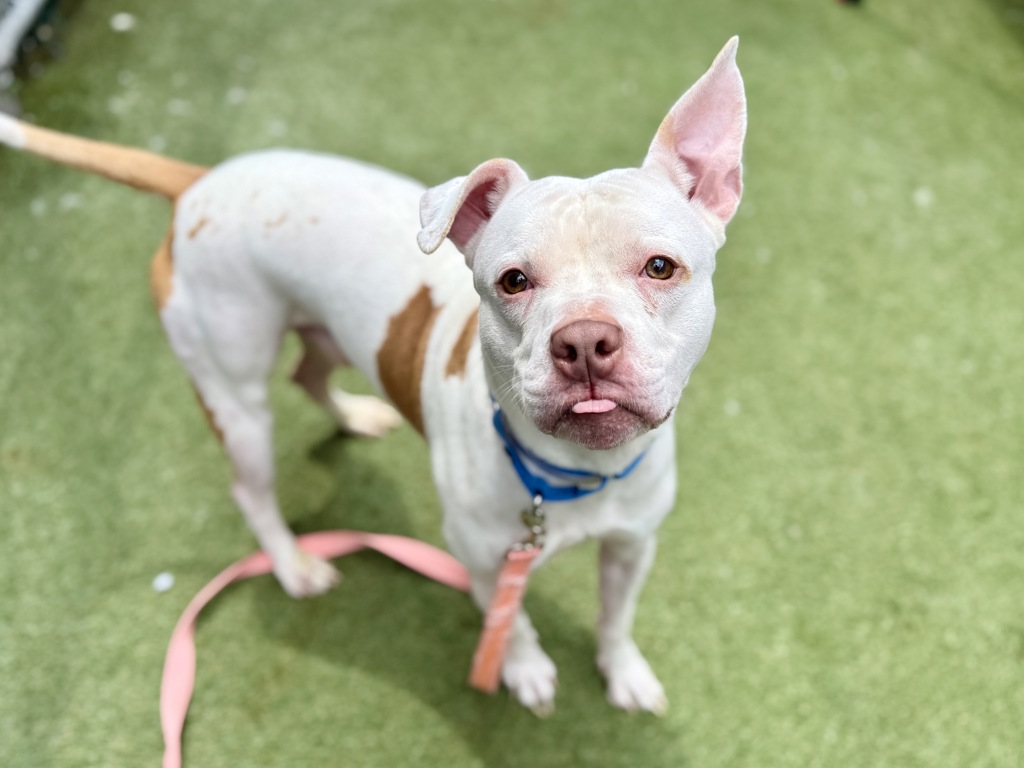 Shelter Stray Male Dog last seen found in the area of 4030 Pratt Avenue, BRONX, NY, 10466, 326 E 110th St, New York, NY 10029, USA
