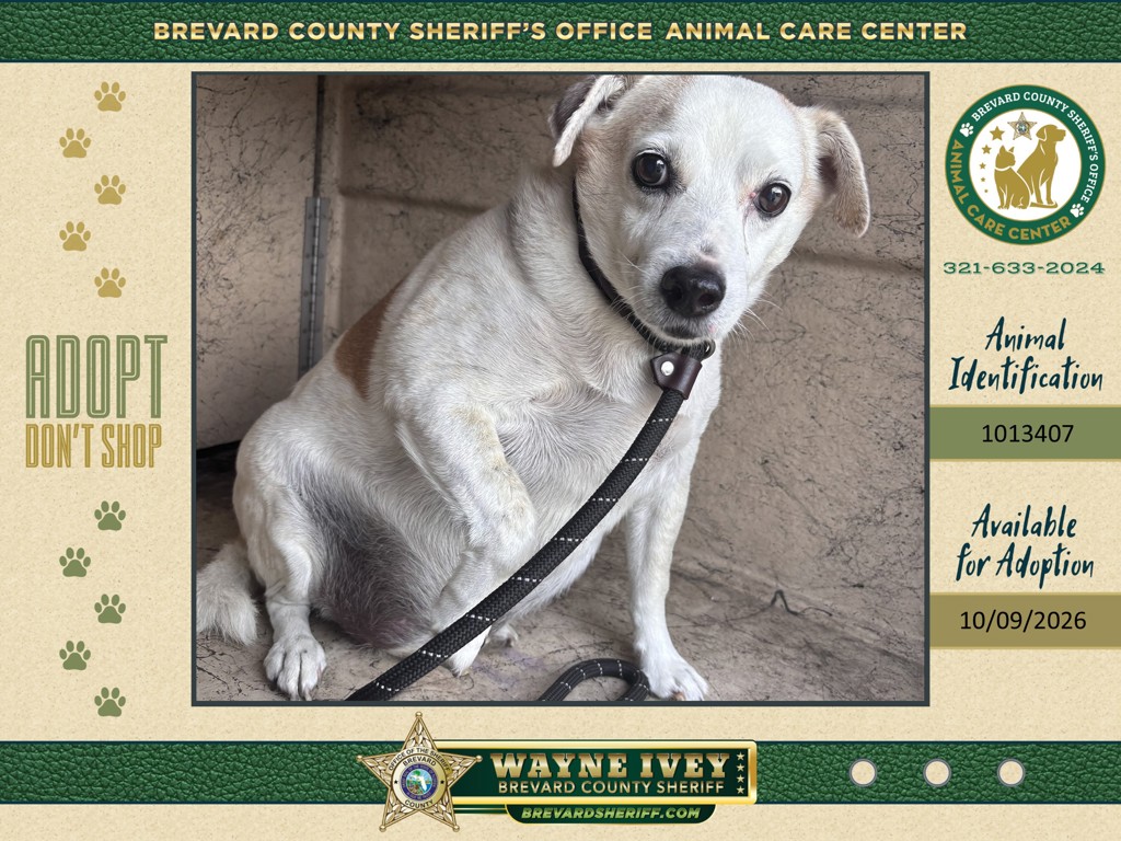 Shelter Stray Male Dog last seen FL, 5100 W Eau Gallie Blvd, Melbourne, FL 32934, USA