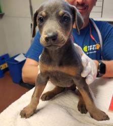 Shelter Stray Female Dog last seen Near Neptune Drive, SAN LEANDRO, CA, 94577, 8323 Baldwin St, Oakland, CA 94621, USA