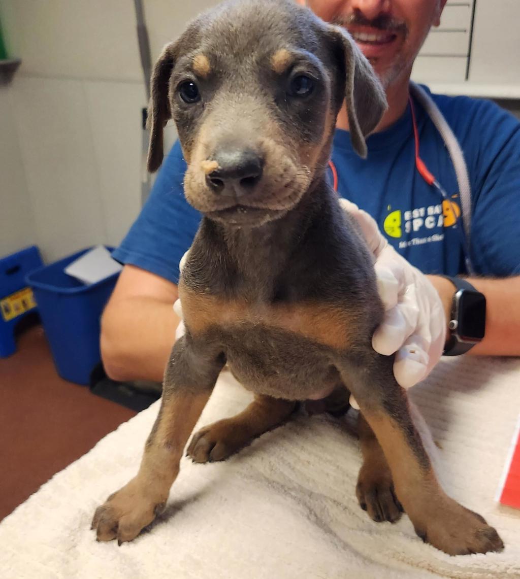 Shelter Stray Female Dog last seen Near Neptune Drive, SAN LEANDRO, CA, 94577, 8323 Baldwin St, Oakland, CA 94621, USA