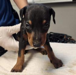 Shelter Stray Male Dog last seen Near Neptune Drive, SAN LEANDRO, CA, 94577, 8323 Baldwin St, Oakland, CA 94621, USA