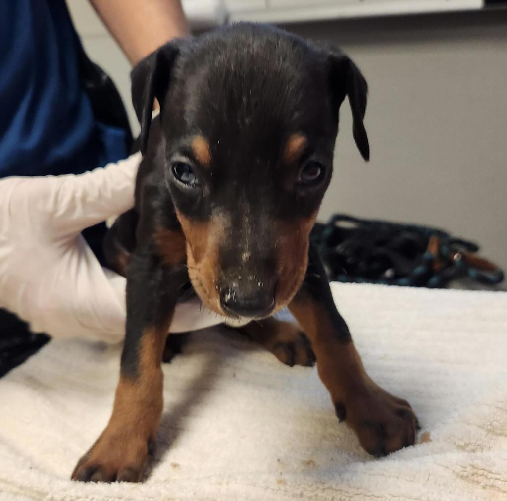 Shelter Stray Male Dog last seen Near Neptune Drive, SAN LEANDRO, CA, 94577, 8323 Baldwin St, Oakland, CA 94621, USA