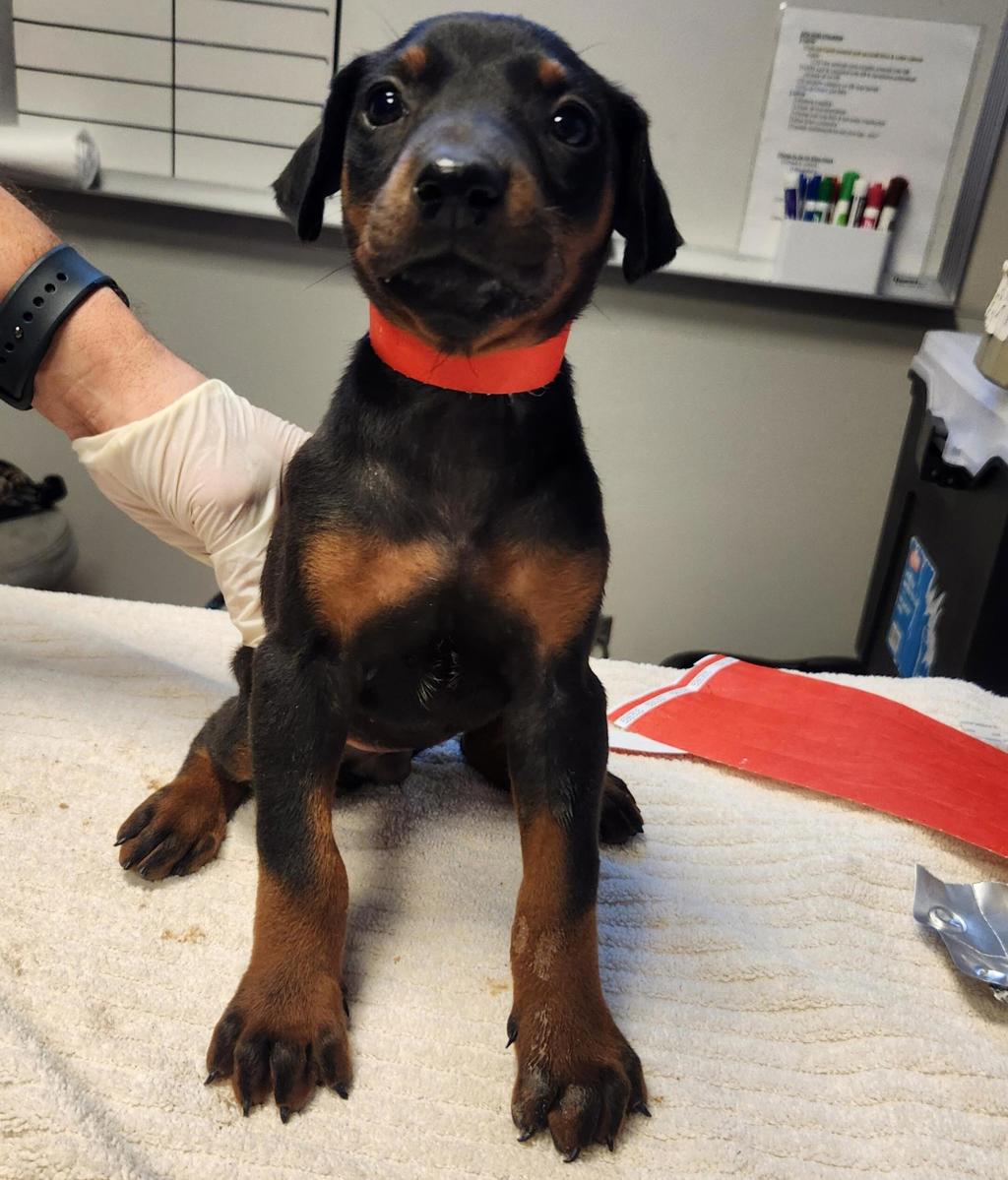 Shelter Stray Female Dog last seen Near Neptune Drive, SAN LEANDRO, CA, 94577, 8323 Baldwin St, Oakland, CA 94621, USA