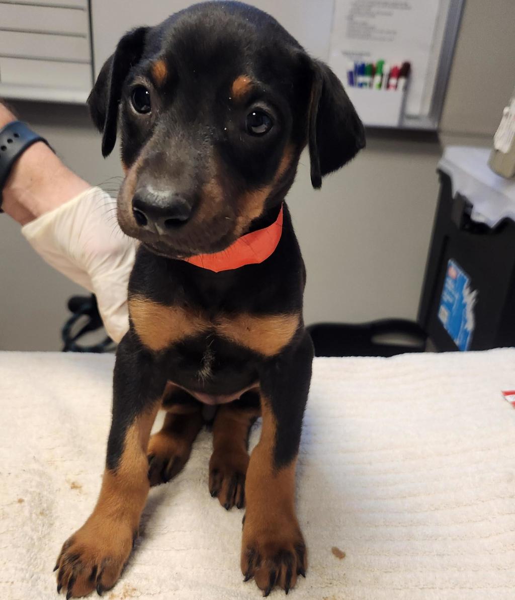 Shelter Stray Female Dog last seen Near Neptune Drive, SAN LEANDRO, CA, 94577, 8323 Baldwin St, Oakland, CA 94621, USA