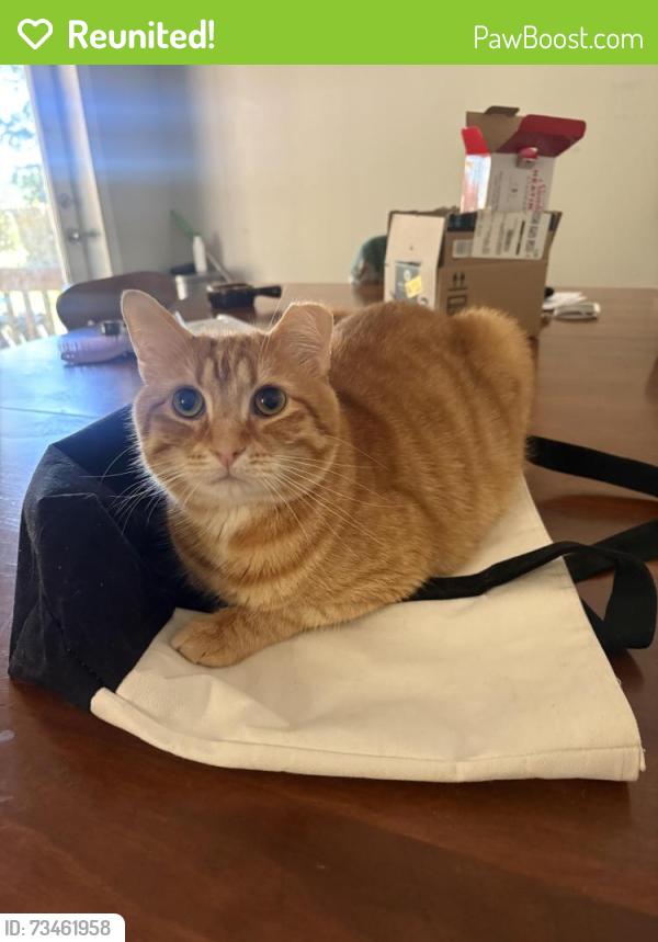 Reunited Male Cat last seen Old Mill Rd, Aberdeen Rd, Impala Ave, Domino Pl, High Point, NC 27265