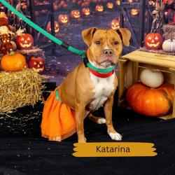 Shelter Stray Female Dog last seen , Animal Care & Control Team of Philly, 111 W Hunting Park Ave, Philadelphia, PA 19140, USA