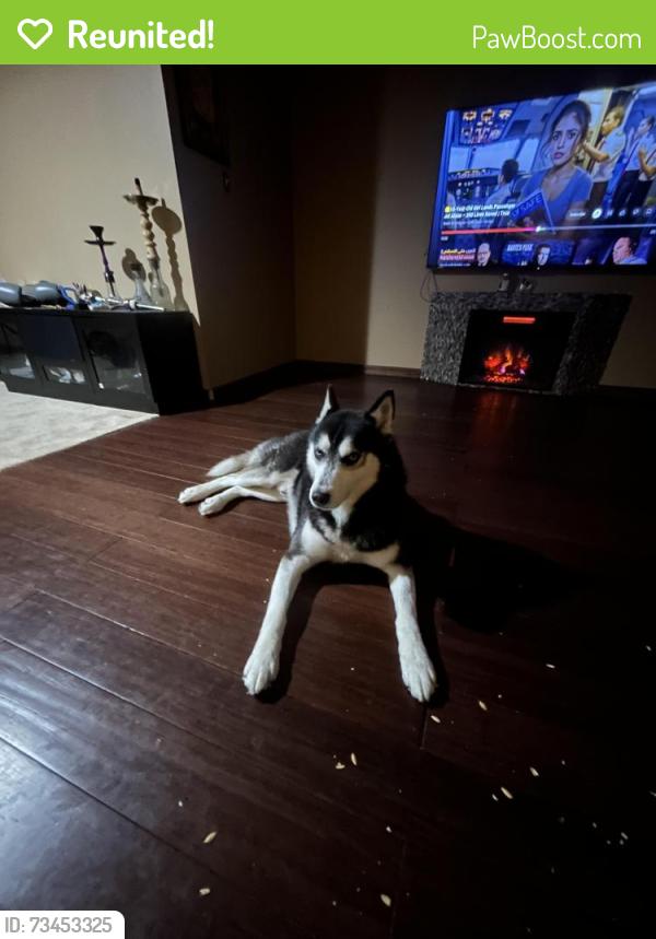 Reunited Male Dog last seen Not sure, Lincoln Park, MI 48146