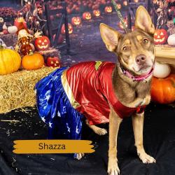 Shelter Stray Female Dog last seen , Animal Care & Control Team of Philly, 111 W Hunting Park Ave, Philadelphia, PA 19140, USA