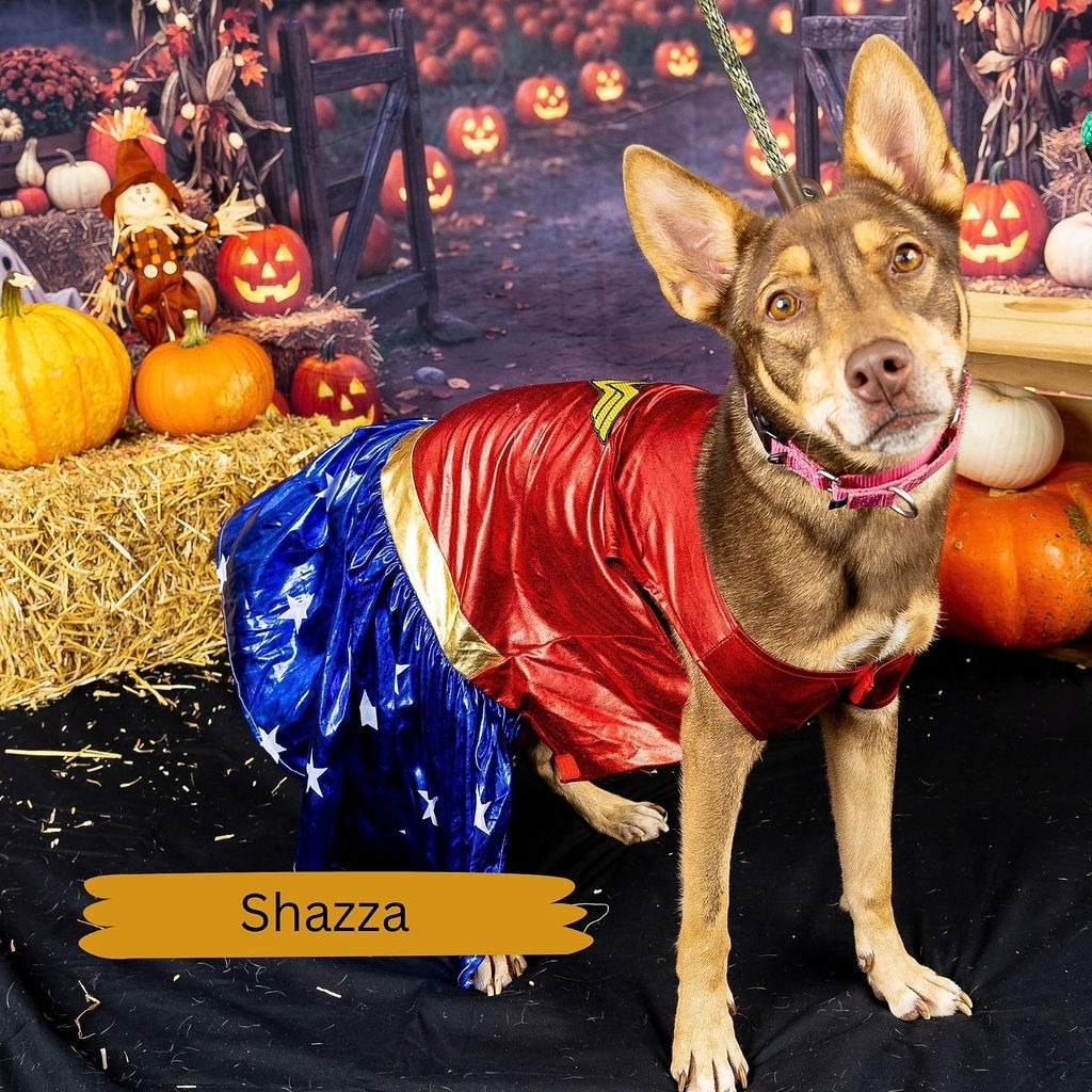 Shelter Stray Female Dog last seen , Animal Care & Control Team of Philly, 111 W Hunting Park Ave, Philadelphia, PA 19140, USA