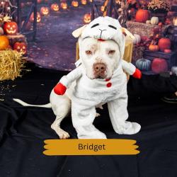 Shelter Stray Female Dog last seen , Animal Care & Control Team of Philly, 111 W Hunting Park Ave, Philadelphia, PA 19140, USA