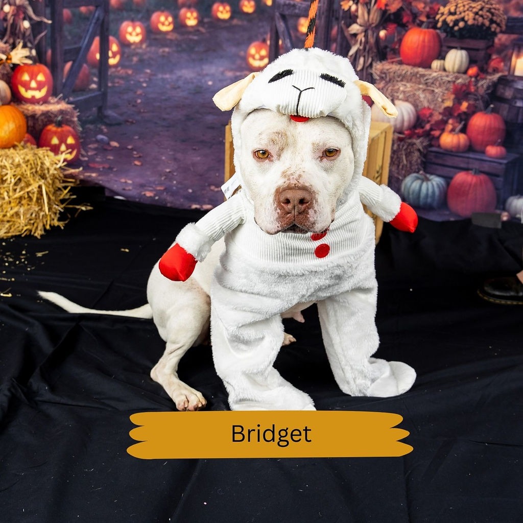 Shelter Stray Female Dog last seen , Animal Care & Control Team of Philly, 111 W Hunting Park Ave, Philadelphia, PA 19140, USA
