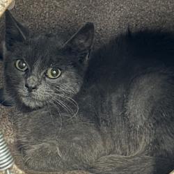 Shelter Stray Male Cat last seen , 124 Evergreen Ave, Newark, NJ 07114, USA