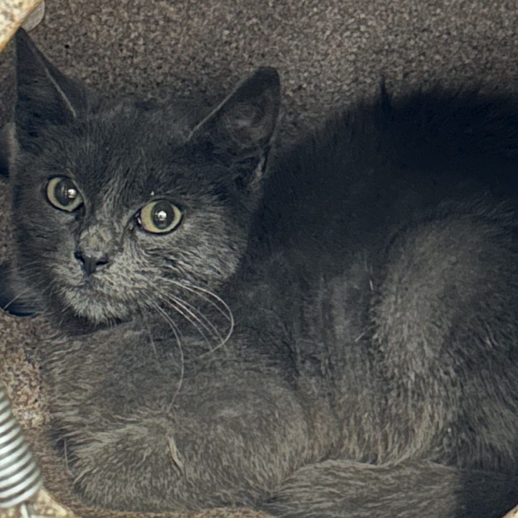 Shelter Stray Male Cat last seen , 124 Evergreen Ave, Newark, NJ 07114, USA