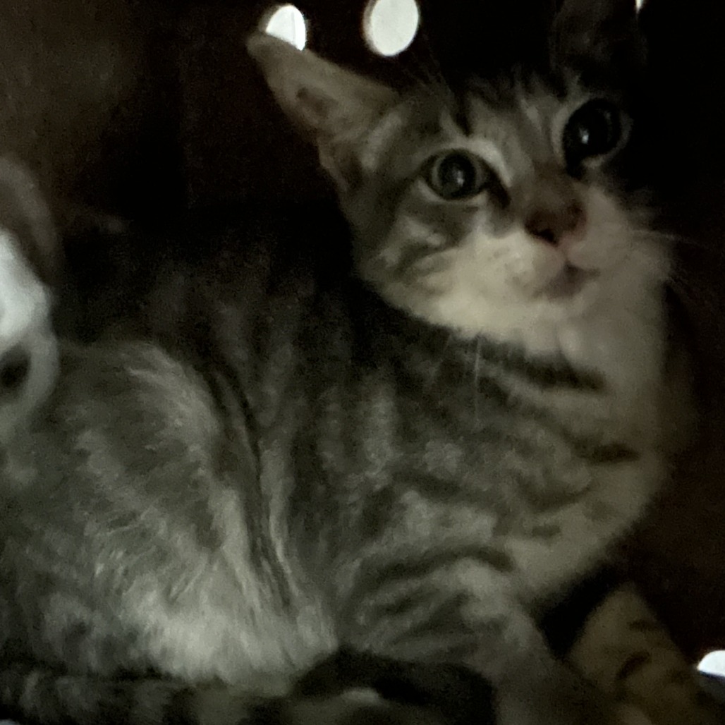 Shelter Stray Male Cat last seen , 124 Evergreen Ave, Newark, NJ 07114, USA