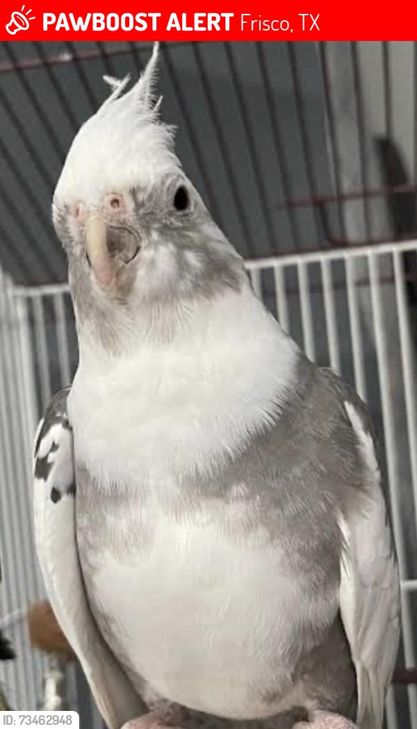 Lost Unknown Bird last seen Grayhawk, Frisco, TX 75033
