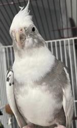 Lost Unknown Bird last seen Grayhawk, Frisco, TX 75033