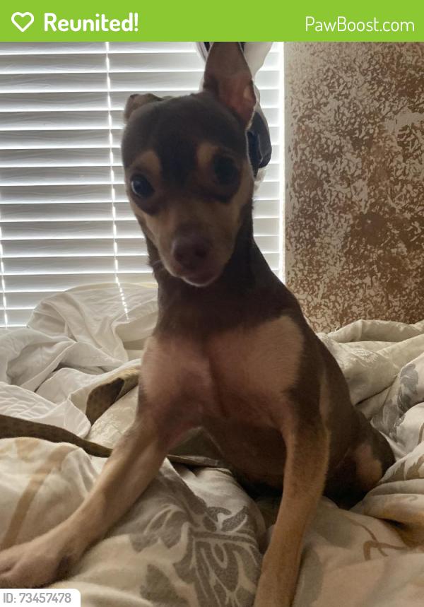 Reunited Female Dog last seen Near Greenwood Forest Dr, Houston, TX 77066, USA, Houston, TX 77066