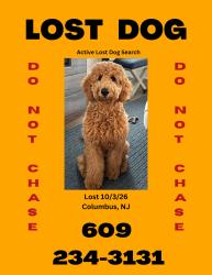 Reunited Female Dog last seen Northern Burlington High School/ Middle School, Mansfield, NJ 08022