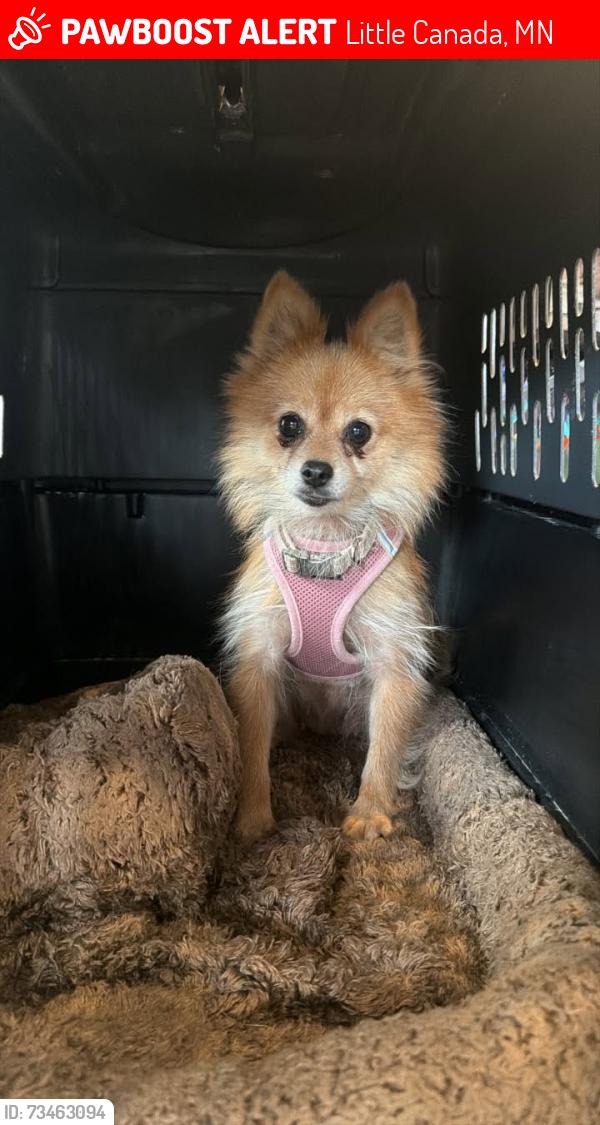 Lost Female Dog last seen Near Labore Road Apt 105 Little Canada, mn, Little Canada, MN 55117