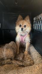 Lost Female Dog last seen Near Labore Road Apt 105 Little Canada, mn, Little Canada, MN 55117