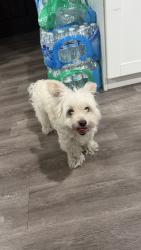 Reunited Male Dog last seen jamacha Rd and cardiff st, San Diego, CA 92114