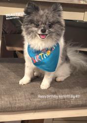 Lost Male Dog last seen Georgia/hamner or George/Frank, Lafayette, LA 70501