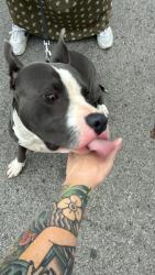Found/Stray Male Dog last seen Hickory hollow parkway, Nashville, TN 37013