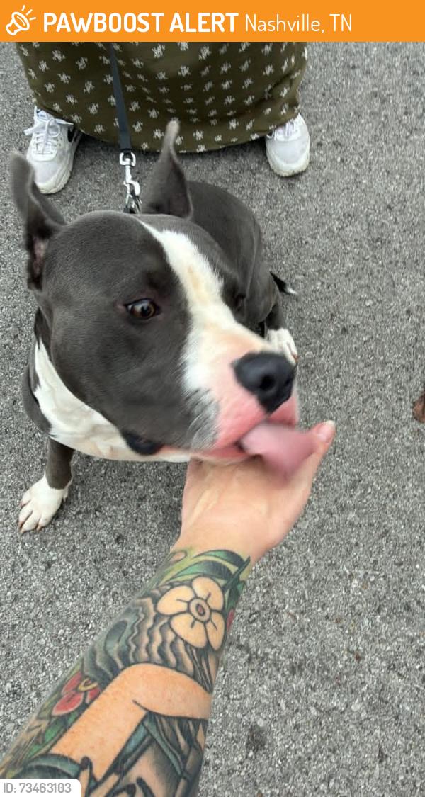Found/Stray Male Dog last seen Hickory hollow parkway, Nashville, TN 37013