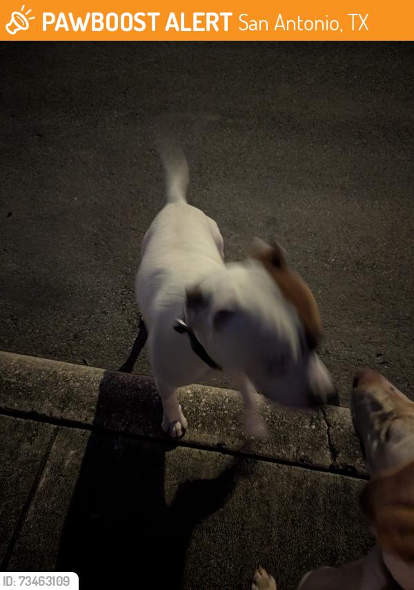 Found/Stray Unknown Dog last seen Followed me down Regency Trail to Regency Lane, San Antonio, TX 78249