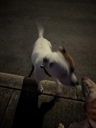 Found/Stray Unknown Dog last seen Followed me down Regency Trail to Regency Lane, San Antonio, TX 78249