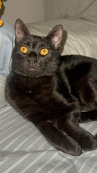 Lost Male Cat last seen Across of Trader Joe’s, Millburn, NJ 07041