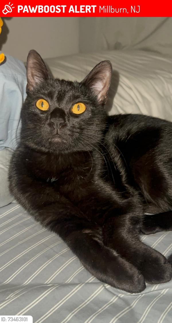 Lost Male Cat last seen Across of Trader Joe’s, Millburn, NJ 07041